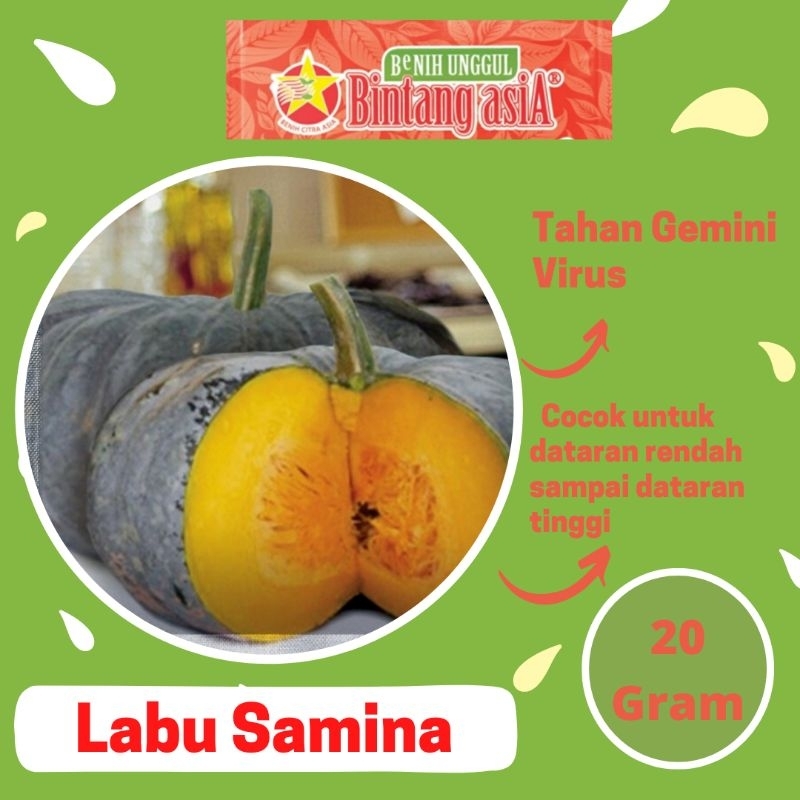 Jual Benih Labu SAMINA F1 20 Gram Cap Bintang Asia PT Benih Citra Asia ...