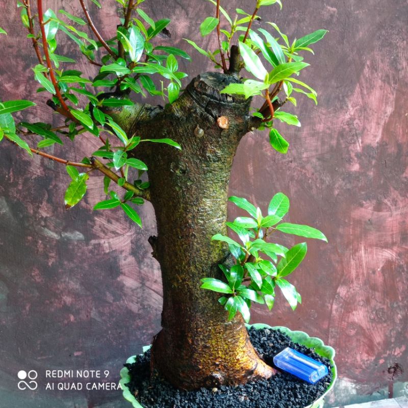 Jual Bahan Bonsai Loa Realpic Shopee Indonesia