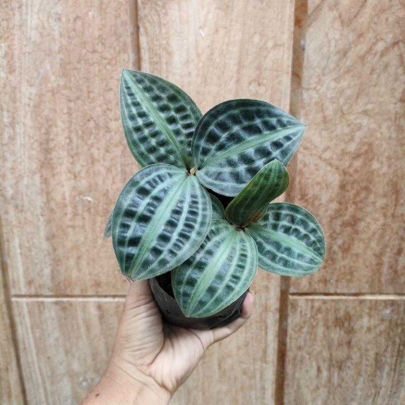 Jual Tanaman Hias Pacing Kura | Shopee Indonesia