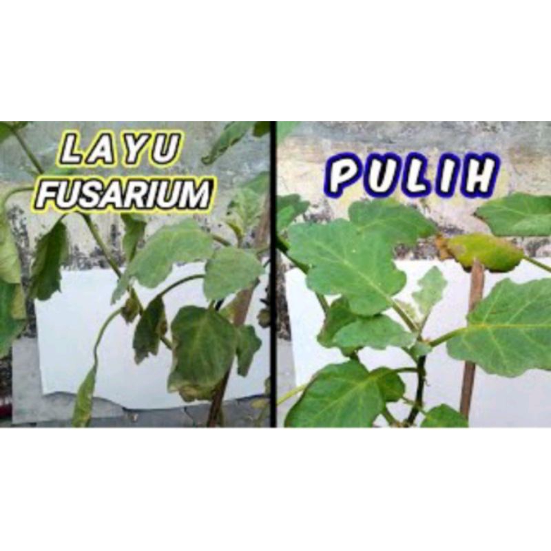 Jual Flora One pupuk hayati anti bakteri | Shopee Indonesia