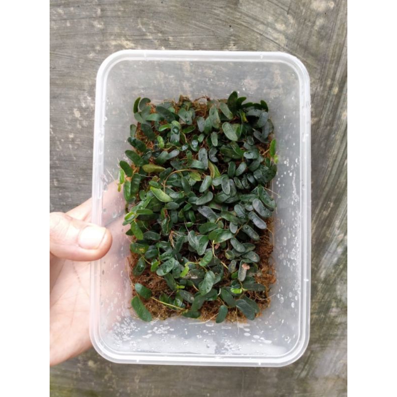 Jual Ficus Panama - Tanaman Hias Rambat/Clumbingplant/Paludarium ...