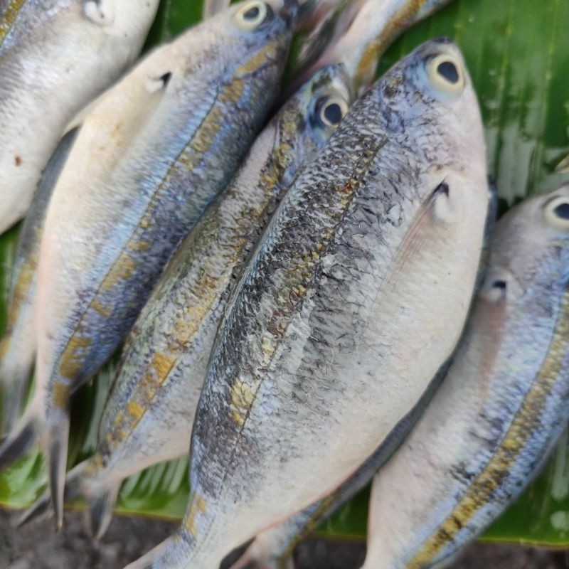 Jual ikan rappo rappo pasar online makassar | Shopee Indonesia