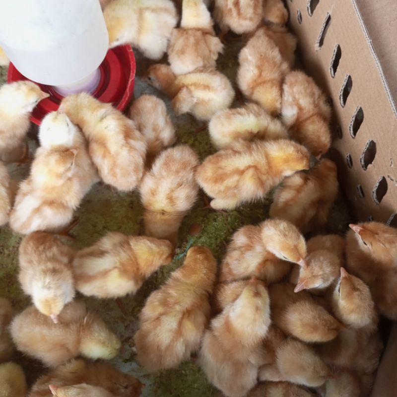 Jual FREE AYAM ( PESAN 5 FREE 1 ) AYAM PETELUR - BIBIT AYAM PETELUR