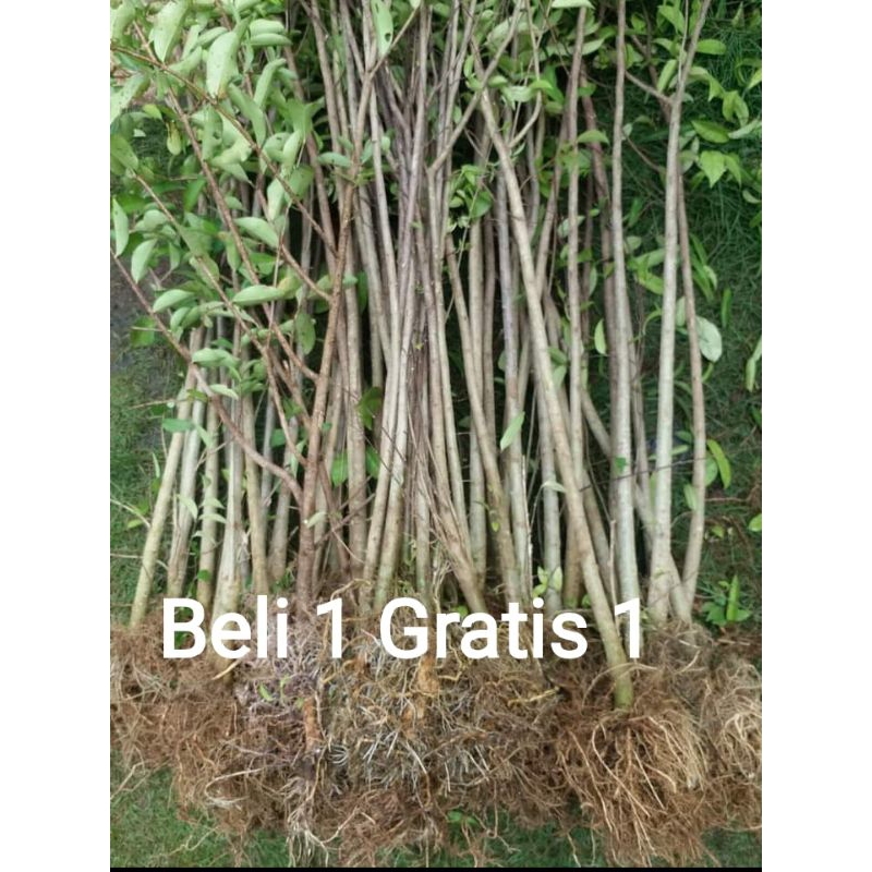 Jual Bahan Bonsai Anting Putri Congkelan Mentaos Beli | Shopee Indonesia