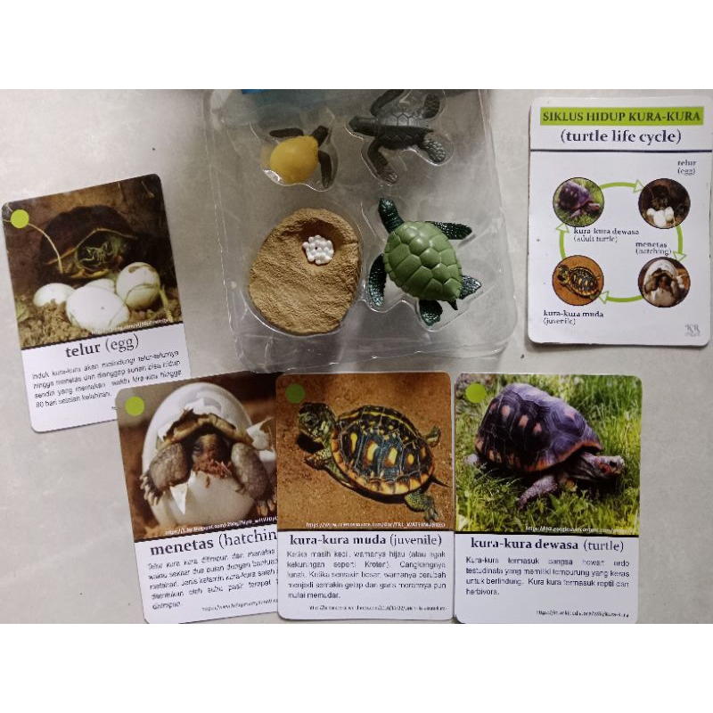Jual Figures Turtles Life Cycle-Free 5 Flash Card Siklus Hidup Kura ...
