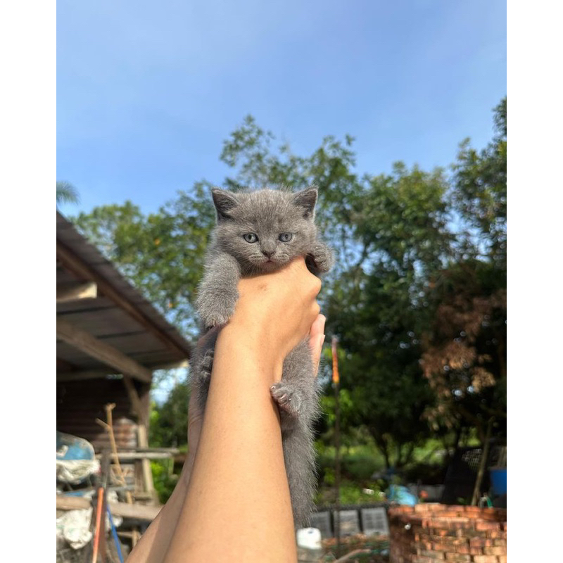 Jual kucing kitten british short hair / bsh scottish fold scotish