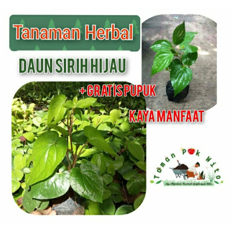 Jual Bibit Herbal Daun Sirih Hijau Kaya Manfaat Shopee Indonesia