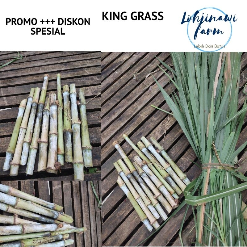Jual Bibit Pakan Ternak Sapi Rumput Gajah King Grass Super Jumbo 1 kg ...