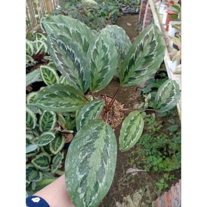 efeu bltter Hedera helix 'Glacier' | Efeu