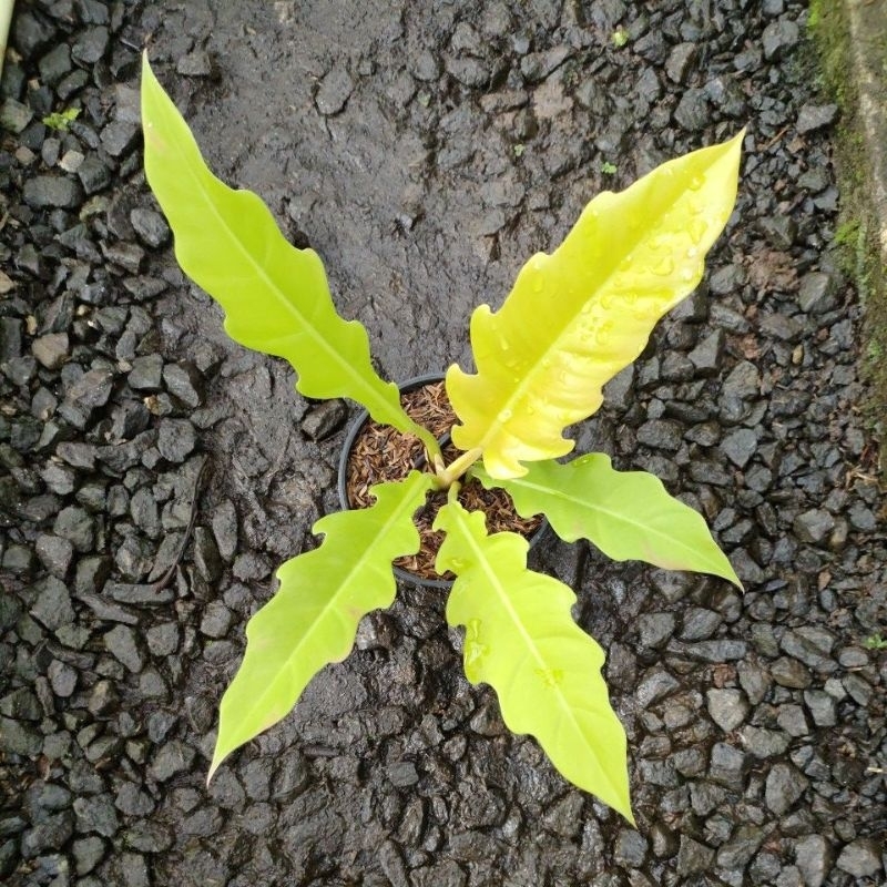 Jual bibit philodendron golden saw/crocodile golden/philo gergaji ...