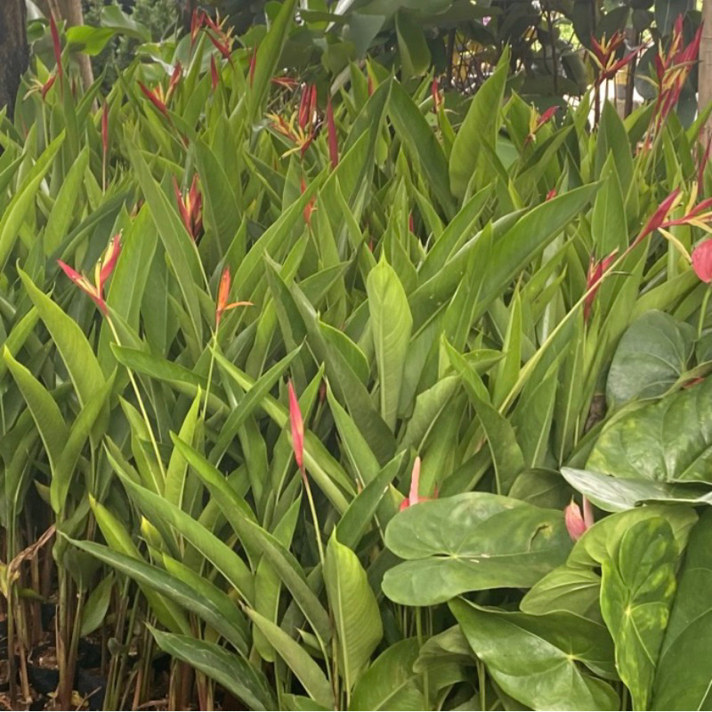 Jual Tanaman Hias Heliconia Pisang Pisangan Heliconia Bird Of Paradise Shopee Indonesia