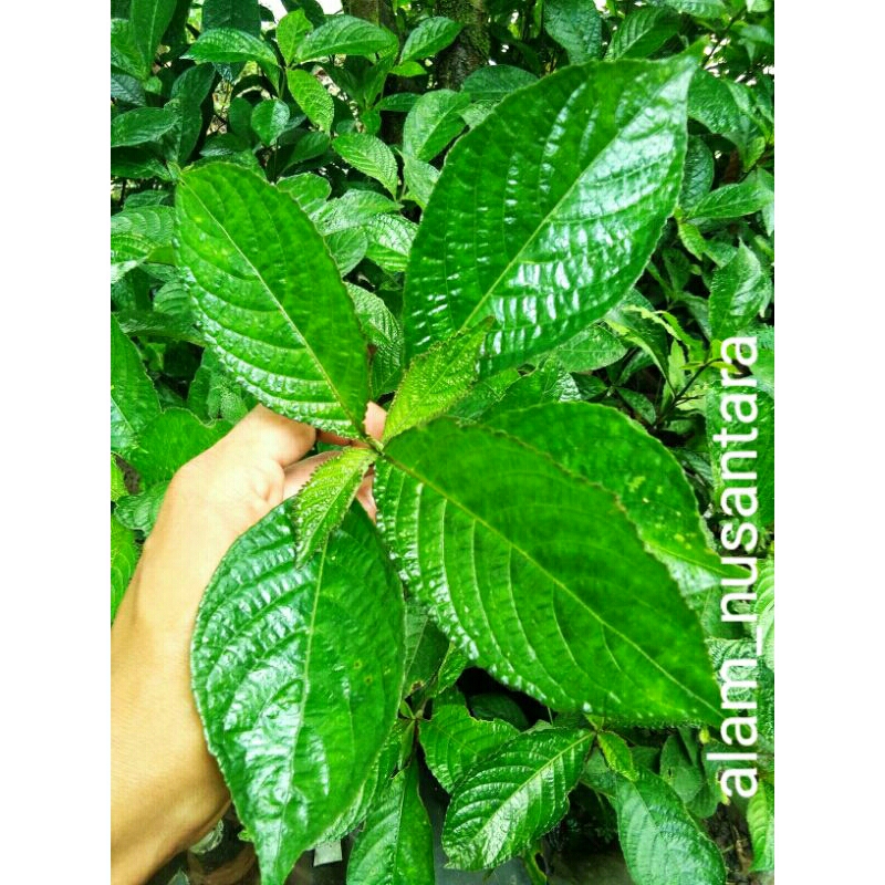 Jual Daun Pecah Beling Daun Keji Beling | Shopee Indonesia