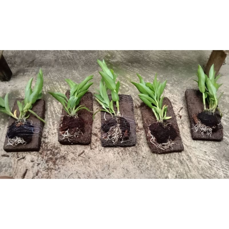 Jual dendrobium rabbit spatulatta Shopee Indonesia