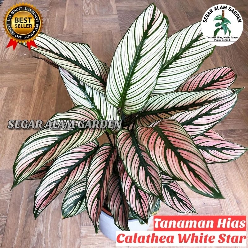 Jual Tanaman Hias Calathea White Star Meranti Bintang Putih Shopee Indonesia