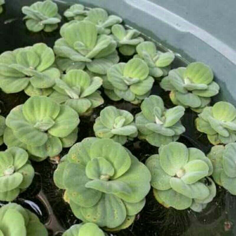 Jual Tanaman kayu apu | Shopee Indonesia