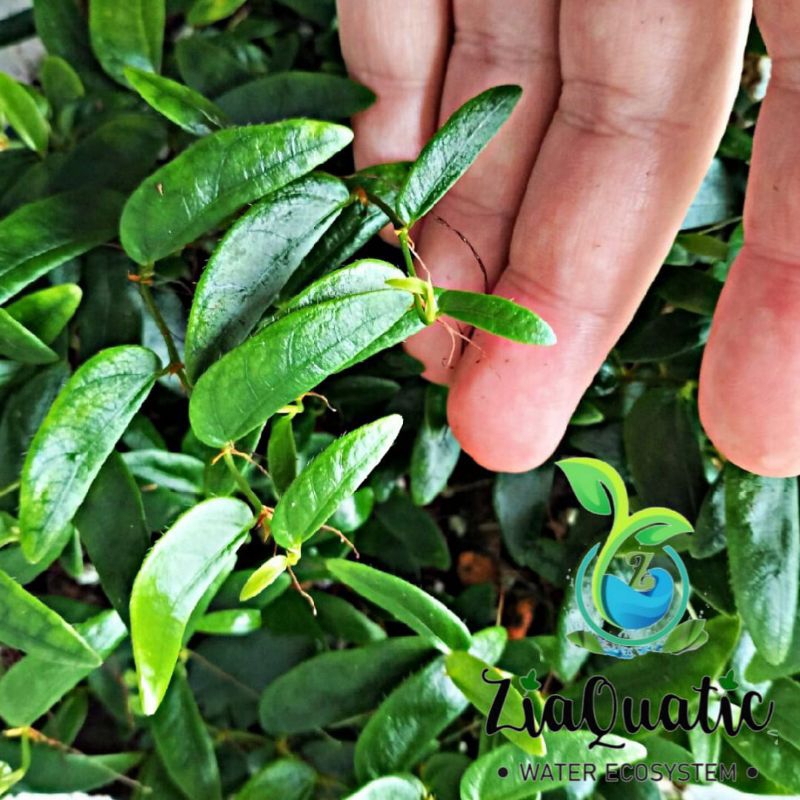 Jual Ficus Panama - Tanaman Hias Rambat/Clumbingplant/Paludarium ...