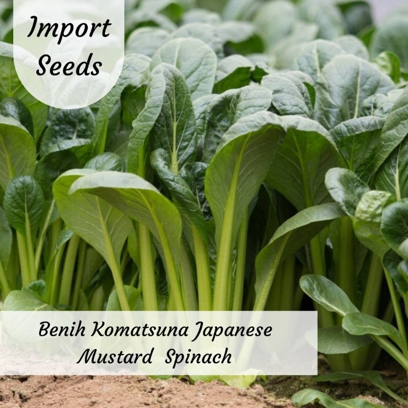 Jual Benih Komatsuna Japanese Mustard Spinach Benih Sawi Jepang