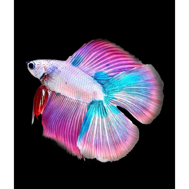 Jual Halmon Doubel Tail (HMDT) | Shopee Indonesia