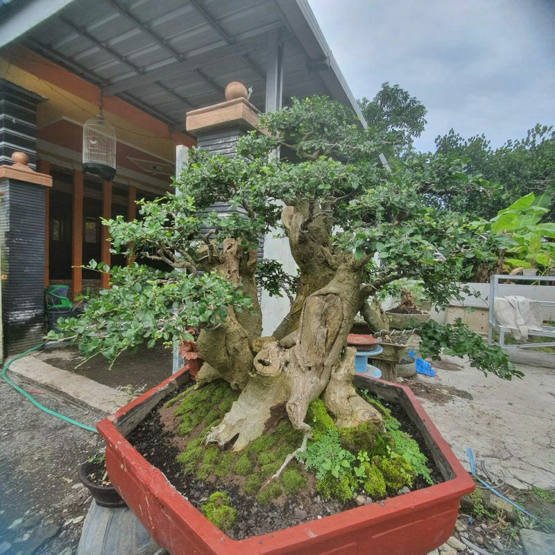 Jual Bahan bonsai serut/Bonsai Serut XXL tinggal pajang Shopee Indonesia