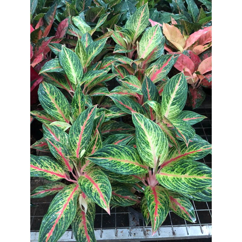 Jual Aglaonema Golden Sweet Lokal Jumbo Shopee Indonesia