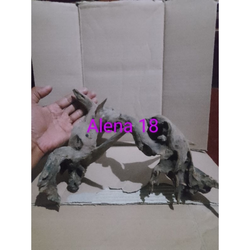 Jual rentek akar jati asli proses alam untuk keperluan dekorasi ...