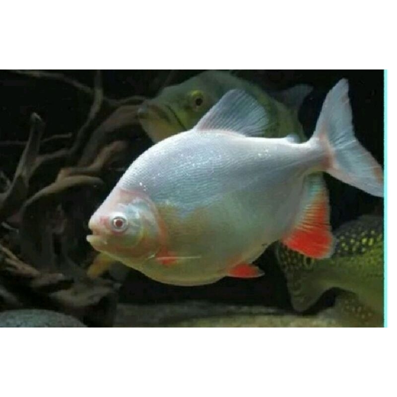 Jual pacu albino | Shopee Indonesia