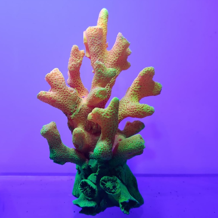 Jual Fake Coral Aquarium Ornamen Terumbu Karang Laut Aquarium Karang