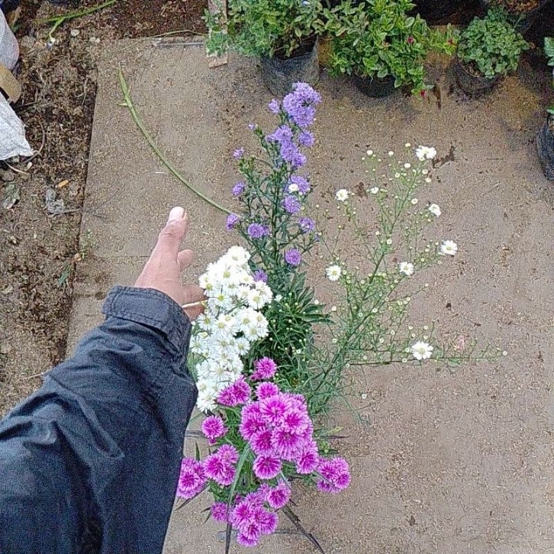 Jual Tanaman hias Pikok/pickok kondisi berbunga. - Tanaman Bunga Pikok