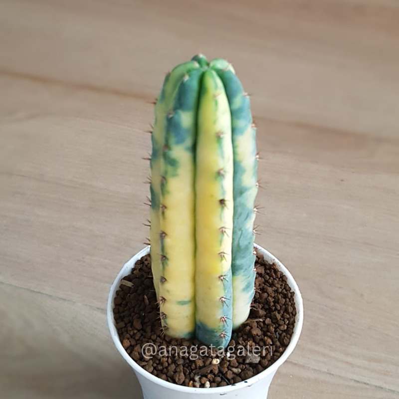 Jual Trichocereus Pachanoi Varigata O | Kaktus Gymno Euphorbia | Shopee ...