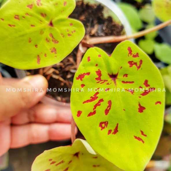 Jual keladi hias cantik - keladi kuning cantik - yellow leopard murah ...