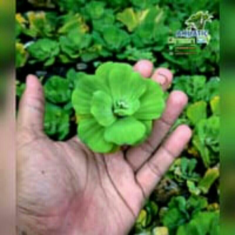 Jual Tanaman kayu apu mini | Shopee Indonesia