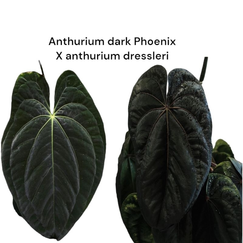 Anthurium ‘Dark phoenix' 斑入り Anthurium 'Dark phoenix' 斑入り