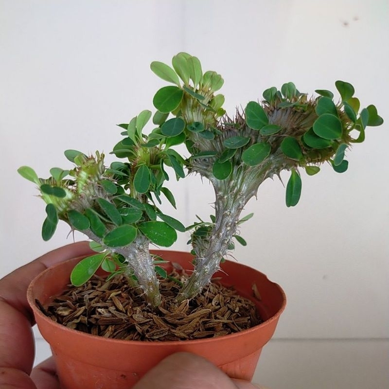 Jual Euphorbia Milli Cristata Kecil Real Pict Shopee Indonesia