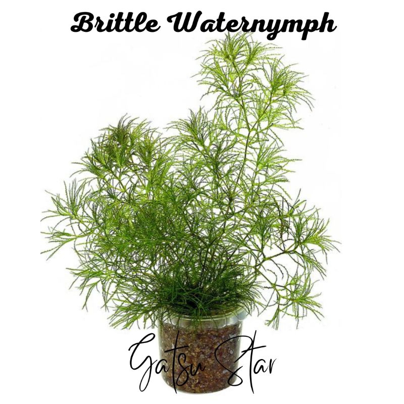 Jual Tanaman Air Brittle Waternymph Shopee Indonesia