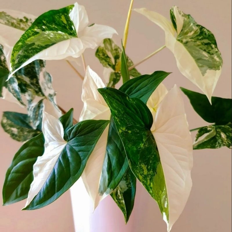 Jual Monstera White Varigata Tanaman Hias Monstera White Variegated