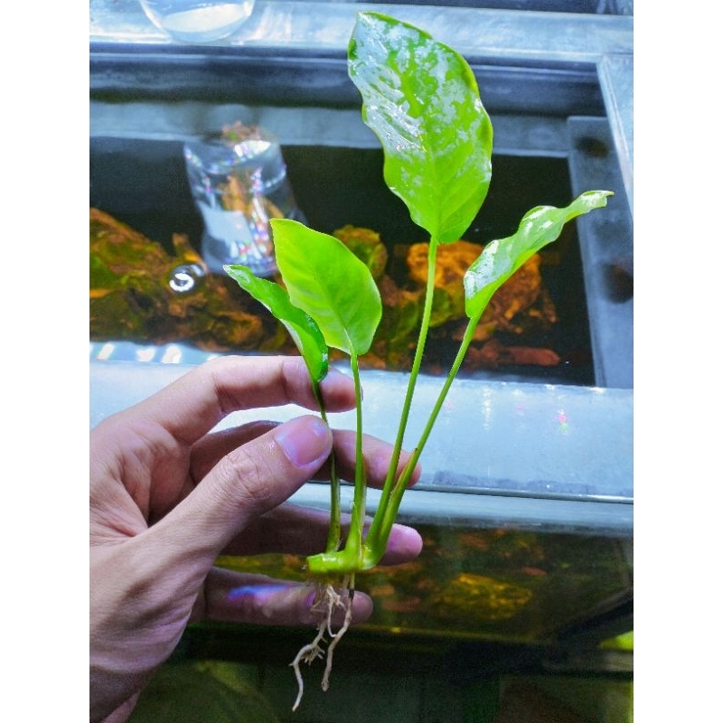 Jual Anubias Bartery Tanaman Hias Aquascape Barteri Shopee Indonesia