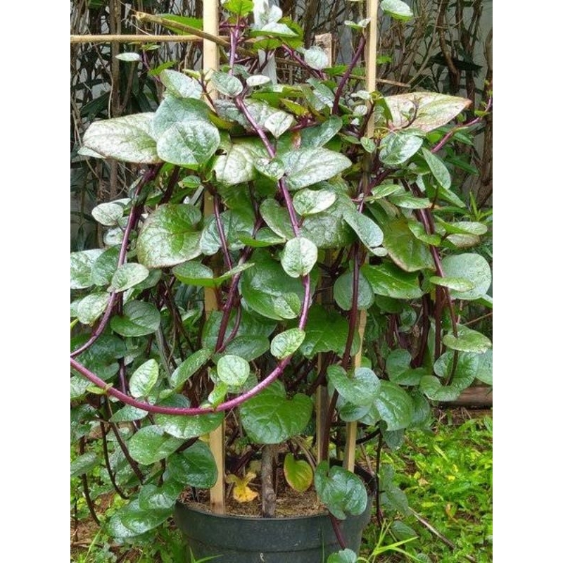 Jual Benih BINAHONG MERAH - Biji Piahong | Shopee Indonesia