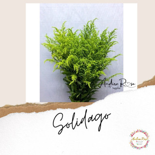 Jinsiy yigit kino kino