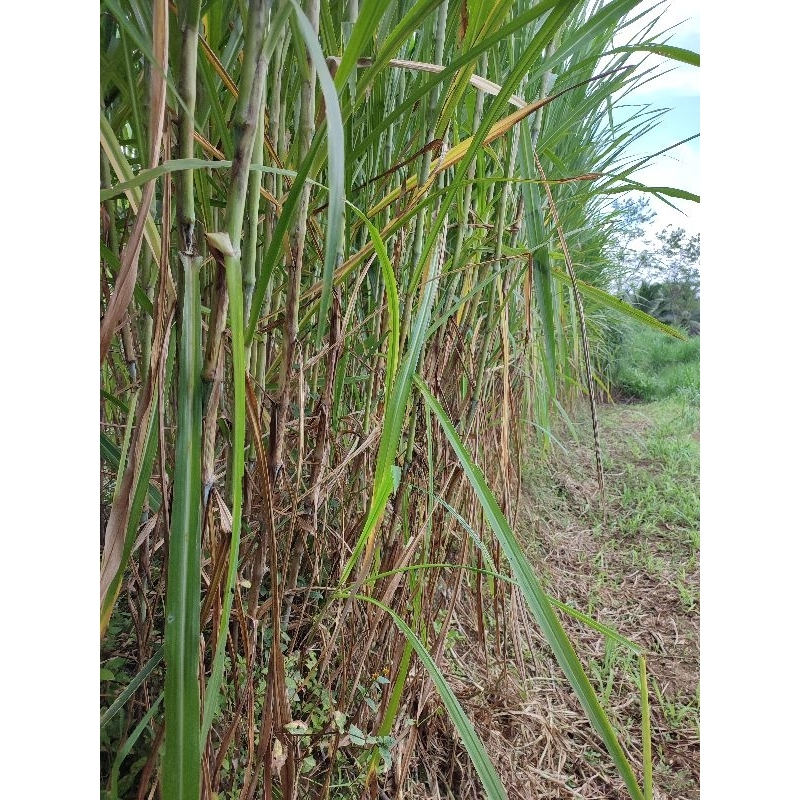 Jual Bibit Pakan Ternak Sapi Rumput Gajah King Grass Super Jumbo 1 kg ...