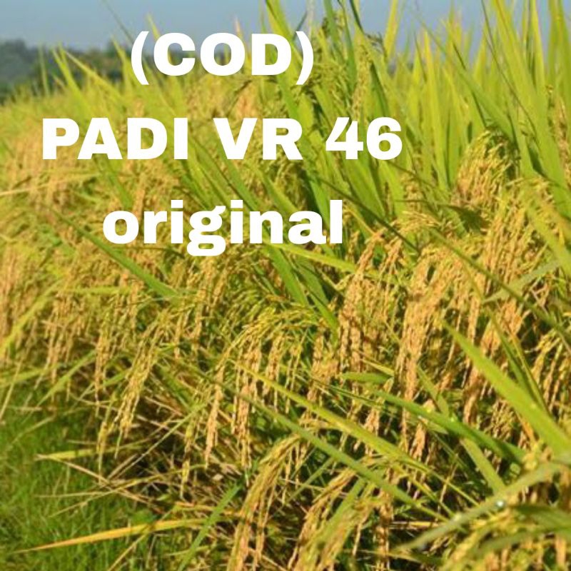 Jual Benih Padi Vr Unggul Kg Kualitas Original Shopee Indonesia