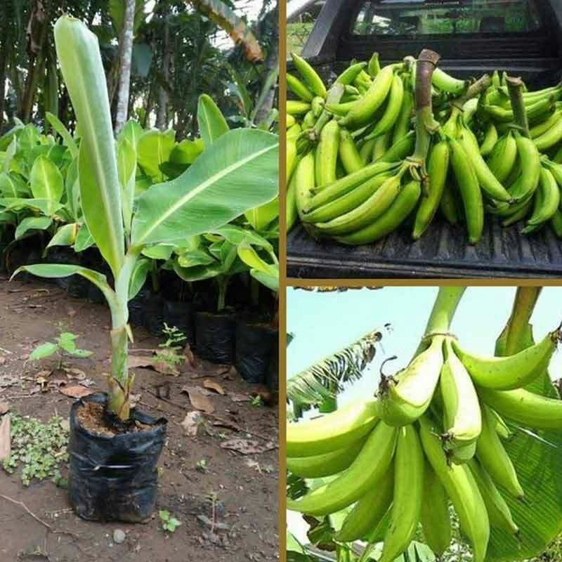 Jual BIBIT!! POHON PISANG TANDUK - BANANA TANDUK HIJAU MANIS | Shopee ...