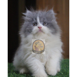 Harga store munchkin kitten