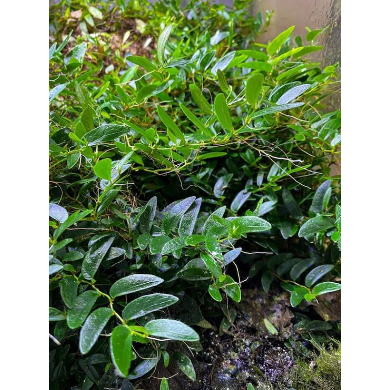 Jual Ficus Panama - Tanaman Hias Rambat/Clumbingplant/Paludarium ...