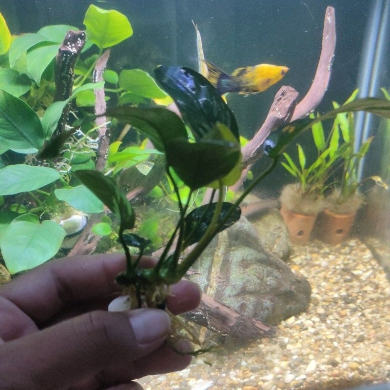 Jual Anubias Nana Dan Barteri Ukuran S Tanaman Aquascape Low Co2