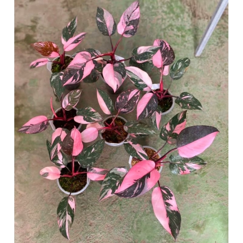 Jual Philodendron Pink Princess (Tanaman hias philo pink princes