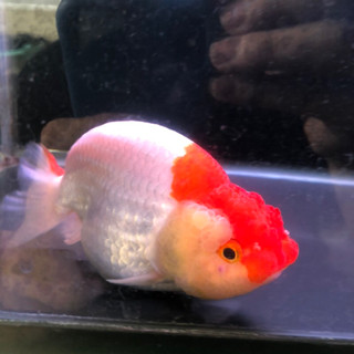 Jual Ikan Hias Mas Koki Ranchu Rancu Buffalo Lionchu Lucu High Quality Shopee Indonesia