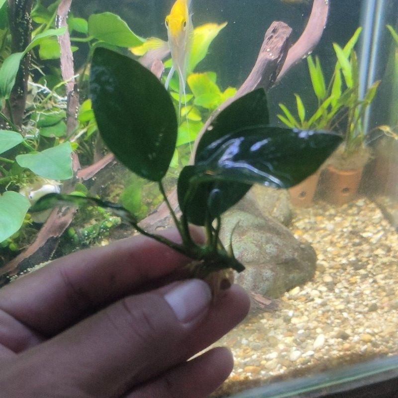 Jual Anubias Nana Dan Barteri Ukuran S Tanaman Aquascape Low Co2