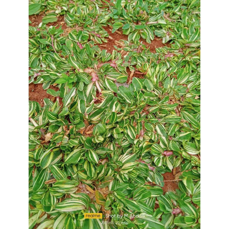Jual Rumput Hidup Rumput Taman Gajah Mini varigata satu meter full ...