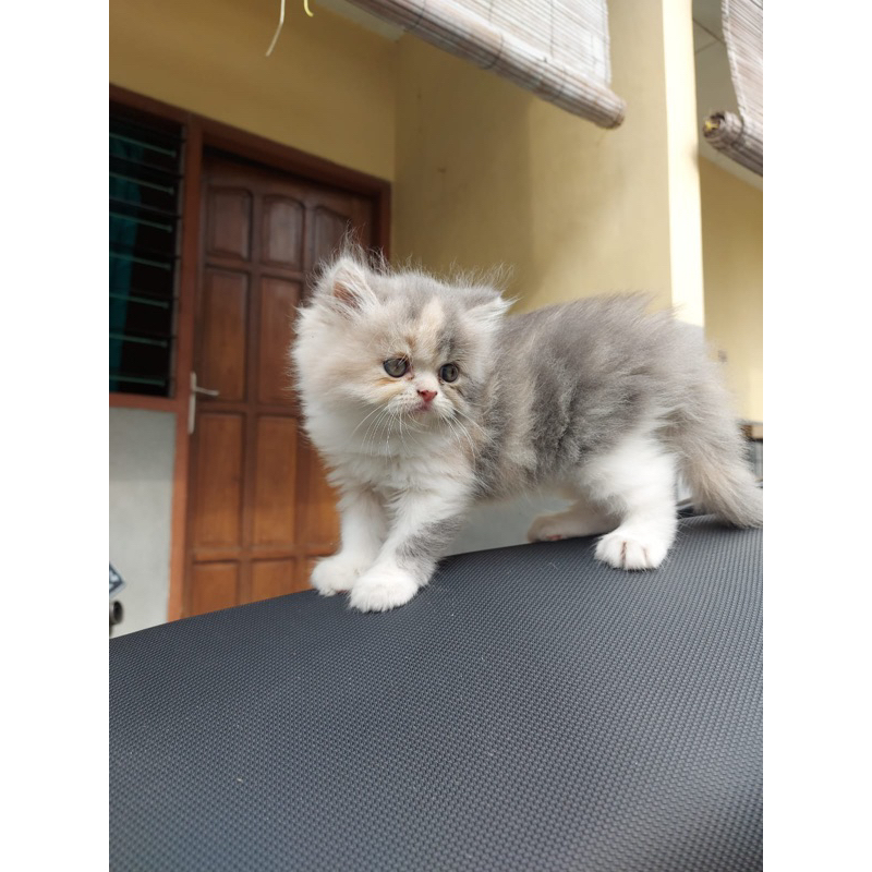 Jual anakan kitten kucing persia flatnose calico peaknose ragdoll