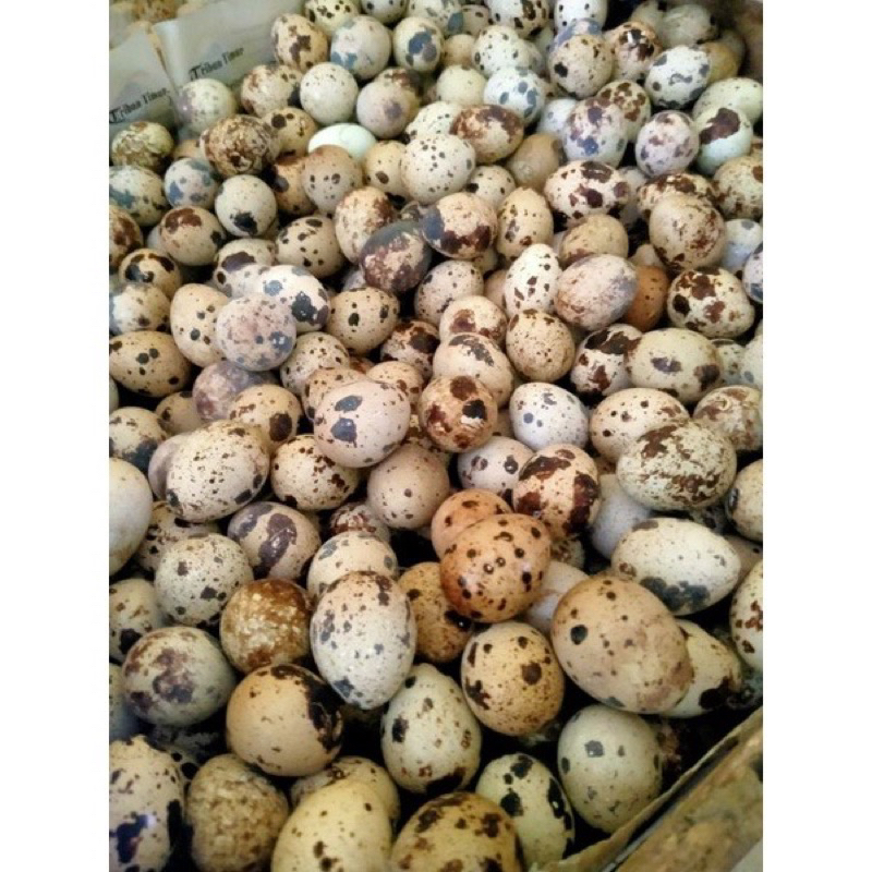 Jual TELUR PUYUH FRESH HARGA PERBUTIR | Shopee Indonesia